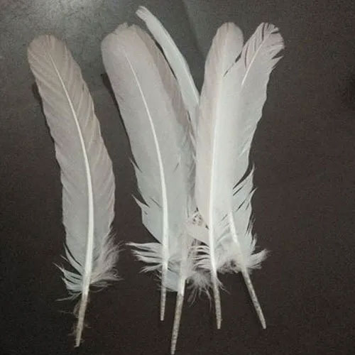 Bird Feather