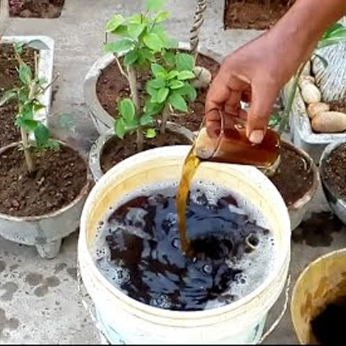 Liquid Organic Fertilizer