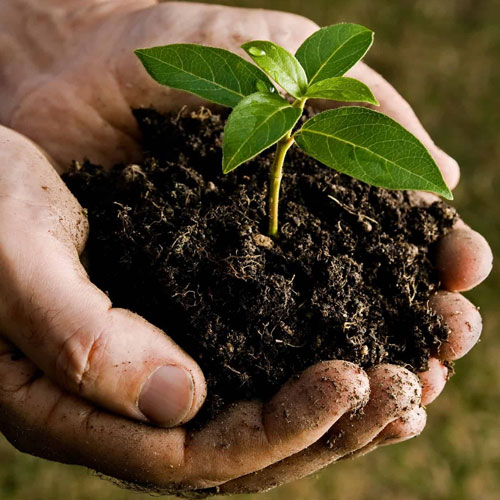 Organic Soil Fertilizer