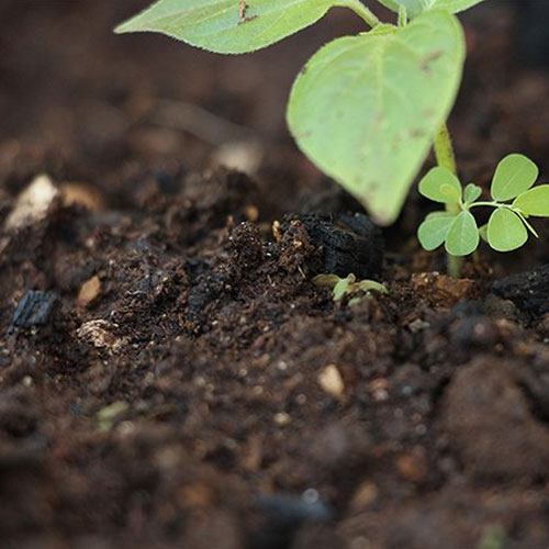 Organic Soil Conditioners