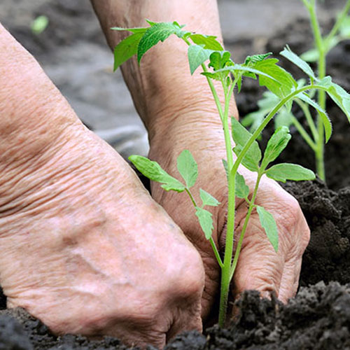 Organic Soil Conditioners