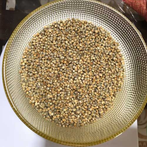 Pearl Millet Seeds