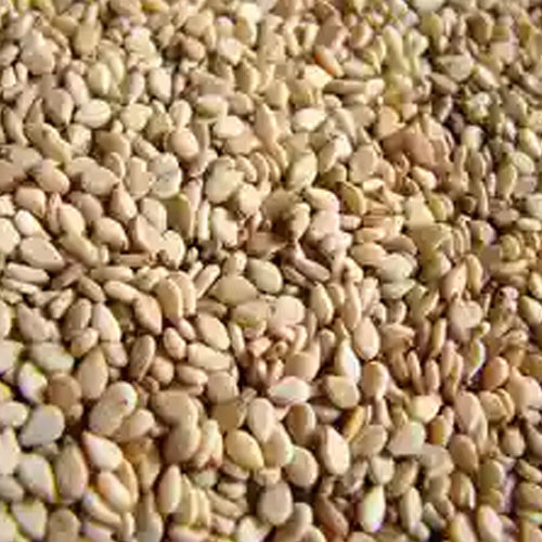 Humera Sesame Seeds
