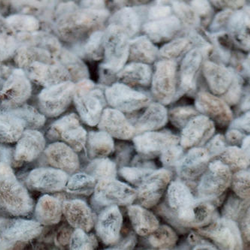 Cotton Seeds