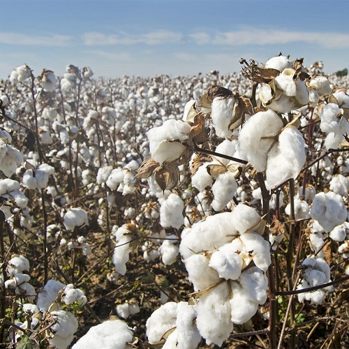 Cotton Seeds