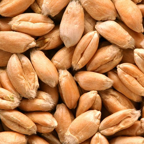 Wheat Seeds