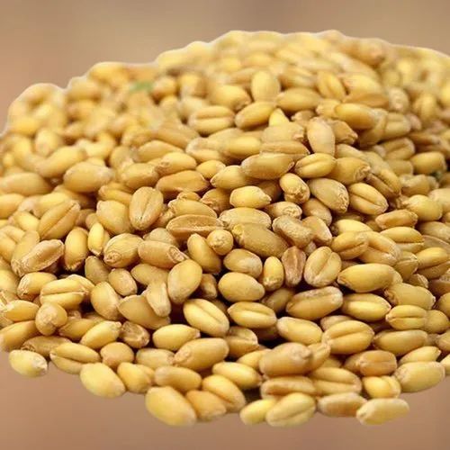Wheat Seeds