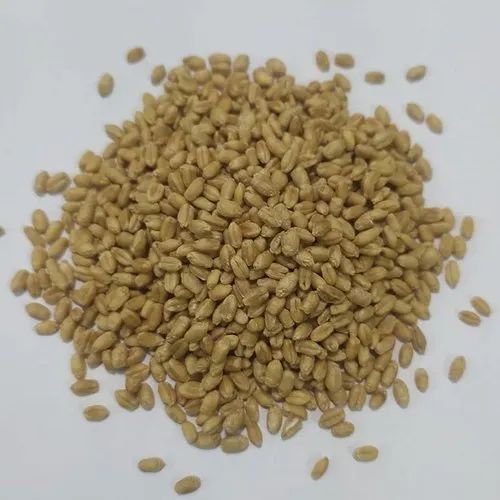 Wheat Seeds