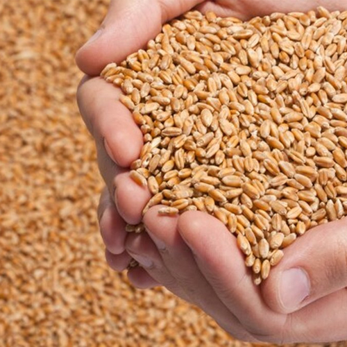Wheat Seeds