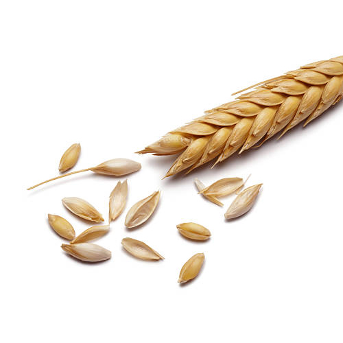 Wheat Seeds