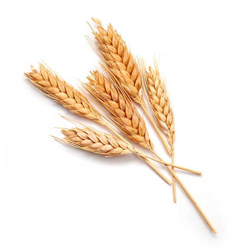 Wheat Seeds