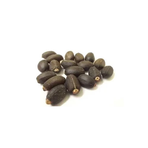Jatropha Seeds