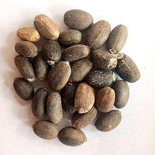 Jatropha Seeds