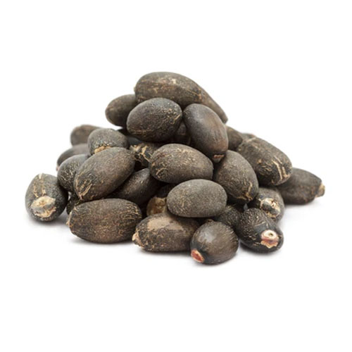 Jatropha Seeds