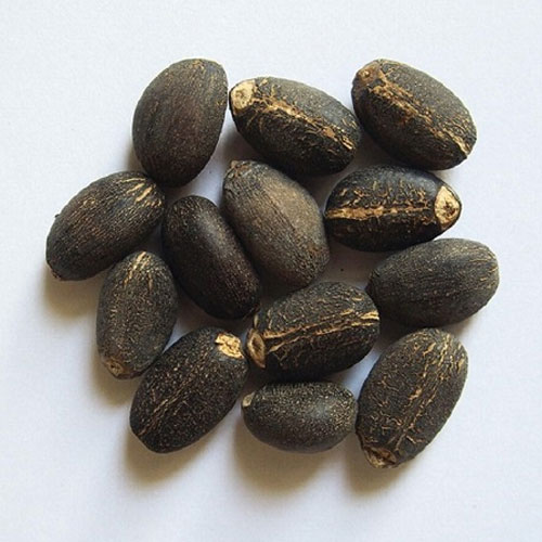 Jatropha Seeds