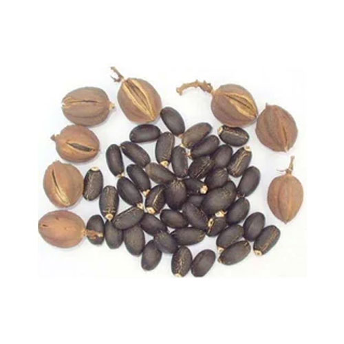 Jatropha Seeds