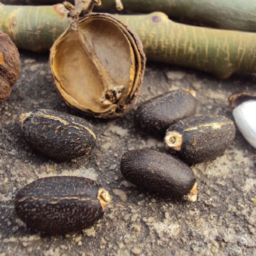 Jatropha Seeds