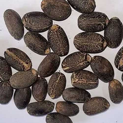 Jatropha Seeds