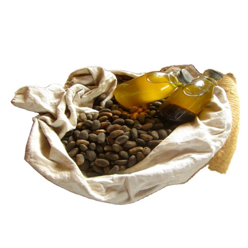 Jatropha Seeds
