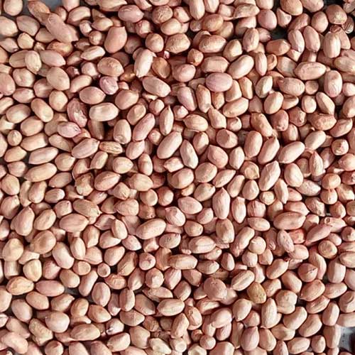 Groundnut Seeds