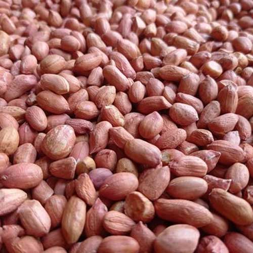 Groundnut Seeds