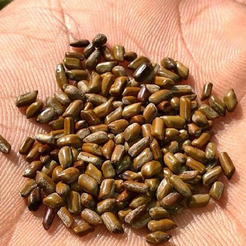 Cassia Seeds
