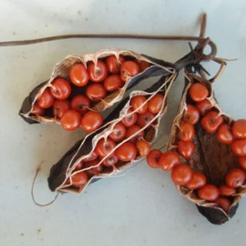 Gloriosa Seeds