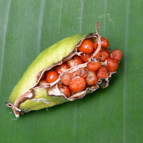 Gloriosa Seeds