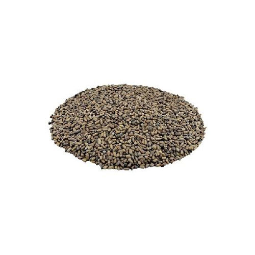 Cassia Tora Seeds