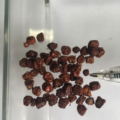Gloriosa Superba Seeds