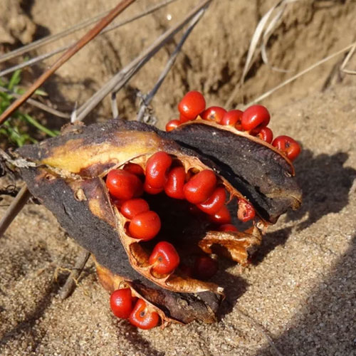 Gloriosa Superba Seeds