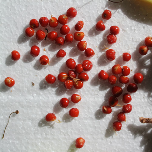 Gloriosa Superba Seeds