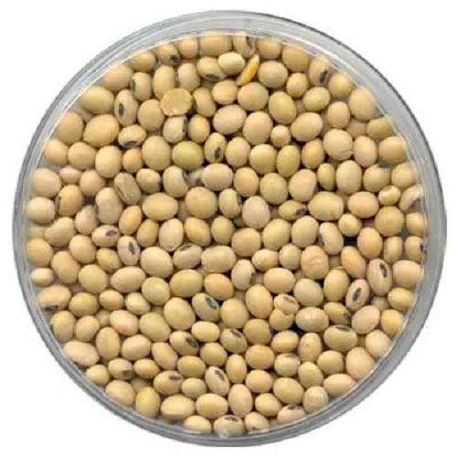 Soybean Seeds