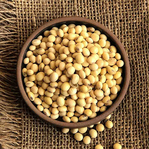 Soybean Seeds