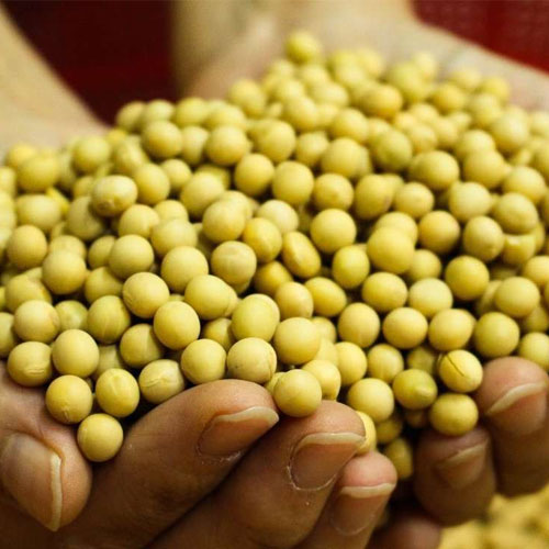 Soybean Seeds