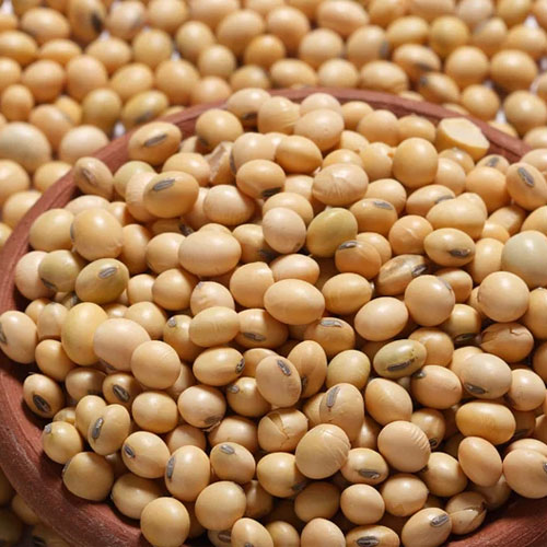 Soybean Seeds