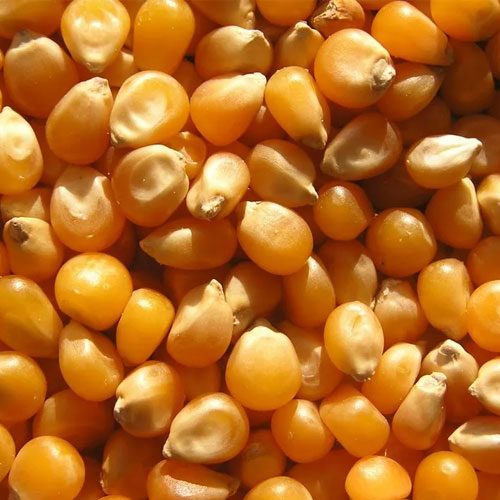 Yellow Maize Seeds