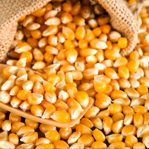 Yellow Maize Seeds