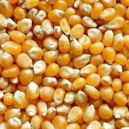 Yellow Maize Seeds