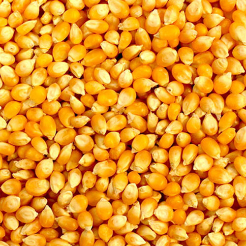 Yellow Maize Seeds