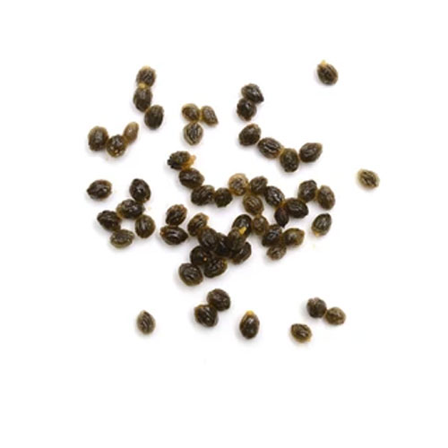 Papaya Seeds