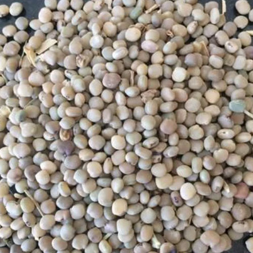Guar Gum Seeds