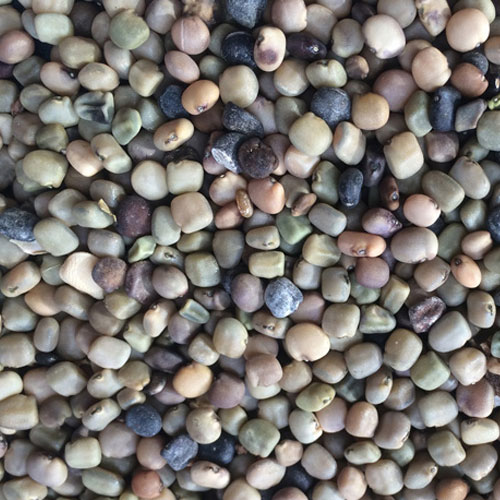 Guar Gum Seeds