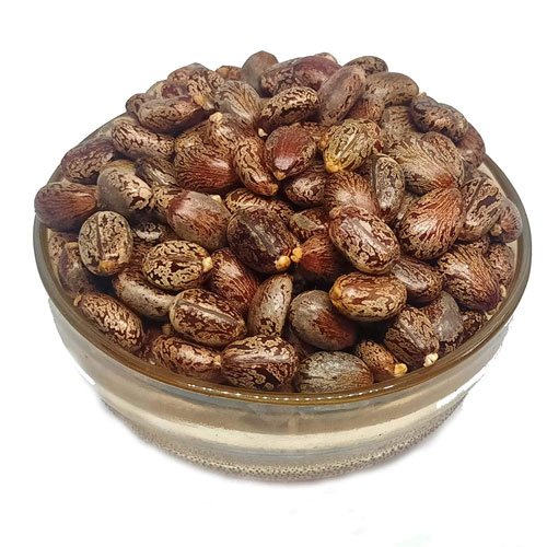 Castor Oil Seeds