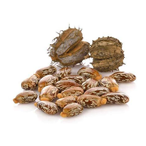 Castor Oil Seeds