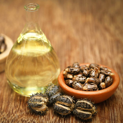 Castor Oil Seeds
