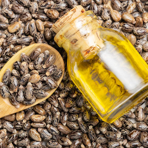 Castor Oil Seeds
