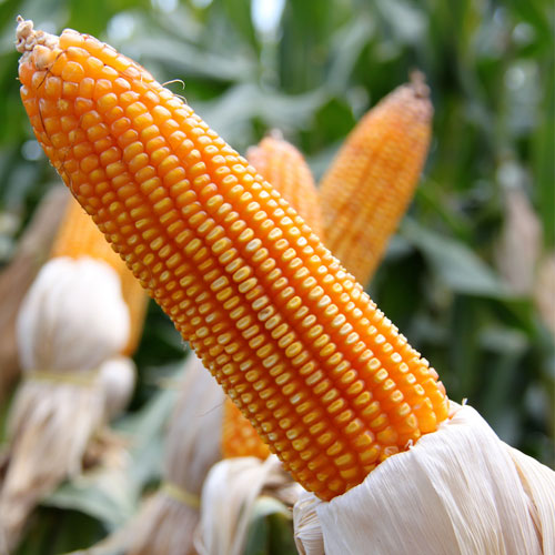 Hybrid Maize Seeds