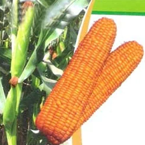 Hybrid Maize Seeds
