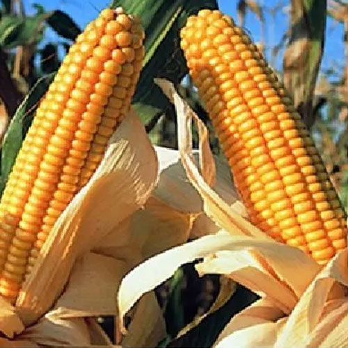 Hybrid Maize Seeds